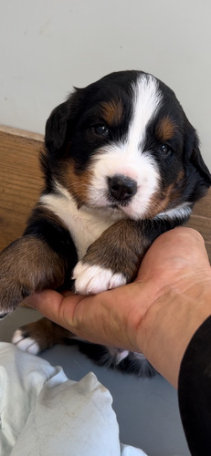 バーニーズ・マウンテン・ドッグ 犬の販売・譲渡 2378 素晴らしいバーニーズです。