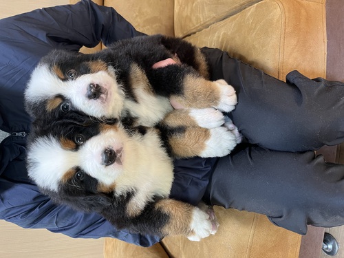 バーニーズ・マウンテン・ドッグ 犬の販売・譲渡 2384 可愛い9匹兄妹