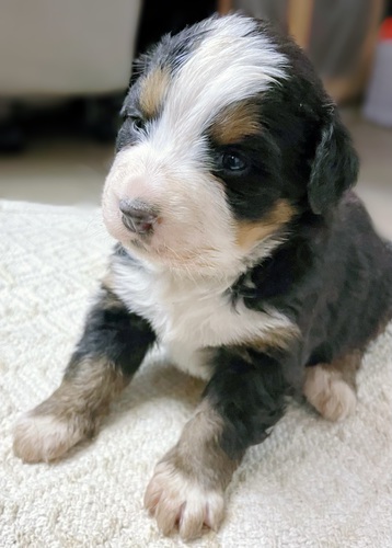 バーニーズ・マウンテン・ドッグ 犬の販売・譲渡 2386 バーニーズマウンテンドッグの子犬産まれました♪