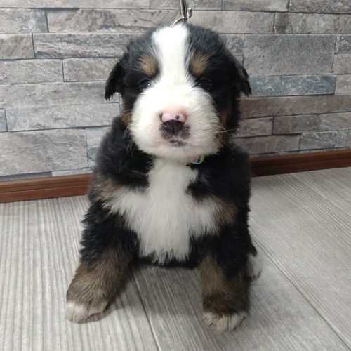 バーニーズ・マウンテン・ドッグ 犬の販売・譲渡 2389 可愛い兄妹達☆