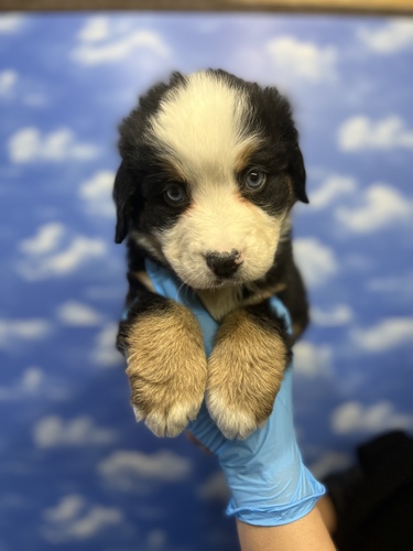バーニーズ・マウンテン・ドッグ 犬の販売・譲渡 2392 珍しい両目オッドアイ