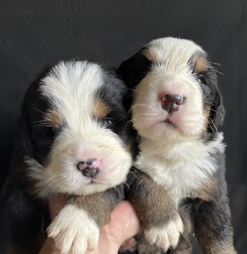 バーニーズ・マウンテン・ドッグ 犬の販売・譲渡 2394 ユーロバーニーズ