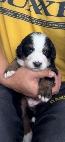 バーニーズ・マウンテン・ドッグ 犬の販売・譲渡 2395 良血統。お産ラッシュの為特別価格