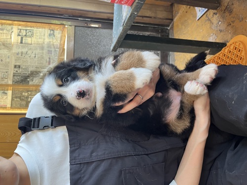 バーニーズ・マウンテン・ドッグ 犬の販売・譲渡 2396 ガッチリタイプのバーニーズ