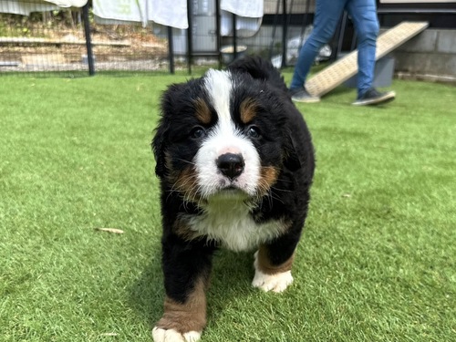 バーニーズ・マウンテン・ドッグ 犬の販売・譲渡 2397 バーニーズの男の子