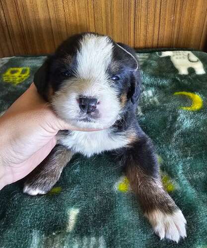バーニーズ・マウンテン・ドッグ 犬の販売・譲渡 2400 10頭兄妹☆