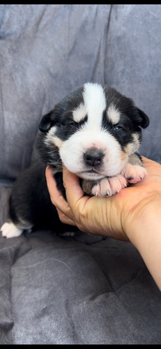 良血統 超希少バニスキー 犬の販売 2401