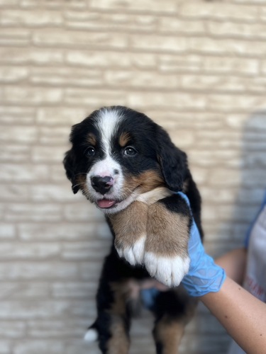 バーニーズ・マウンテン・ドッグ 犬の販売・譲渡 2407 ぬいぐるみのような女の子