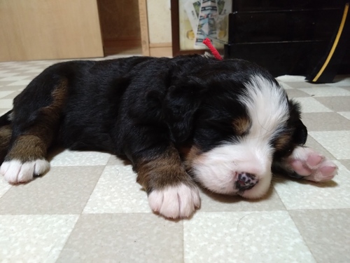 バーニーズ・マウンテン・ドッグ 犬の販売・譲渡 2408 ブレーズが太く綺麗な子たちです!