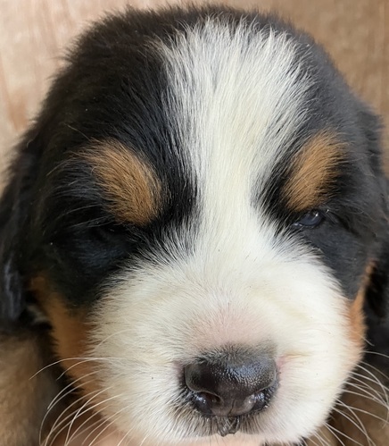 バーニーズ・マウンテン・ドッグ 犬の販売・譲渡 2409 ユーロバーニーズ