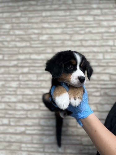 バーニーズ・マウンテン・ドッグ 犬の販売・譲渡 2410 元気な女の子