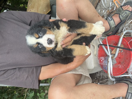 バーニーズ・マウンテン・ドッグ 犬の販売・譲渡 2412 太めの可愛い子産まれてます