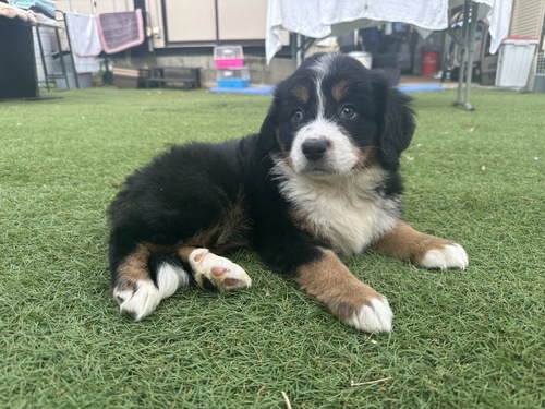 バーニーズ・マウンテン・ドッグ 犬の販売・譲渡 2413 穏やかなバーニーズの女の子♡