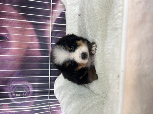 バーニーズ・マウンテン・ドッグ 犬の販売・譲渡 2417 まんまるバーニーズ