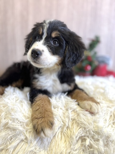 バーニーズ・マウンテン・ドッグ 犬の販売・譲渡 2418 激かわバーニーズ女の子