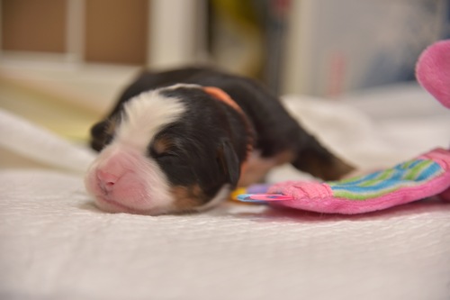 バーニーズ・マウンテン・ドッグ 犬の販売・譲渡 2419 ユーロバーニーズ