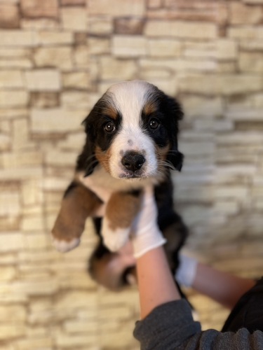 バーニーズ・マウンテン・ドッグ 犬の販売・譲渡 2420 ブラックラスト&ホワイト女の子