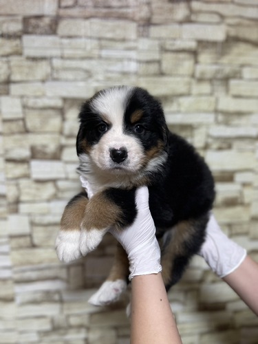 バーニーズ・マウンテン・ドッグ 犬の販売・譲渡 2421 バーニーズ男の子