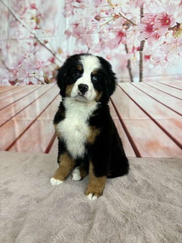 バーニーズ・マウンテン・ドッグ 犬の販売・譲渡 2424 女の子 右目ブルーアイ5960