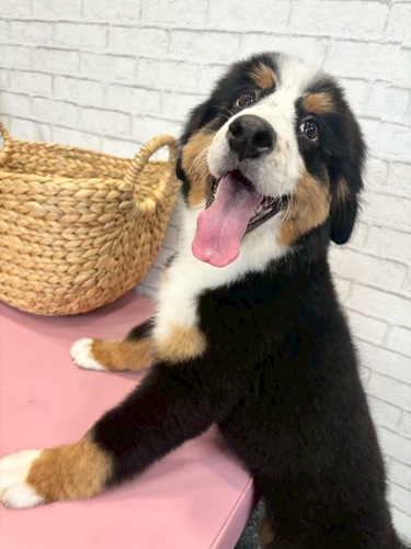 バーニーズ・マウンテン・ドッグ 犬の販売・譲渡 2425 バーニーズ女の子4619