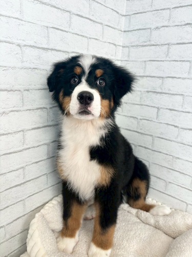 バーニーズ・マウンテン・ドッグ 犬の販売・譲渡 2426 ぬいぐるみのようなふわふわ感