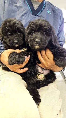 バーニーズ・マウンテン・ドッグ 犬の販売・譲渡 2431 とても元気な男の子
