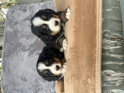 バーニーズ・マウンテン・ドッグ 犬の販売・譲渡 2432 とても元気な男の子