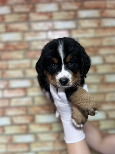 バーニーズ・マウンテン・ドッグ 犬の販売・譲渡 2435 ブラックラスト&ホワイト1642