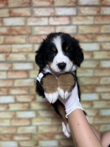 バーニーズ・マウンテン・ドッグ 犬の販売・譲渡 2438 ブラックラスト&ホワイト9618