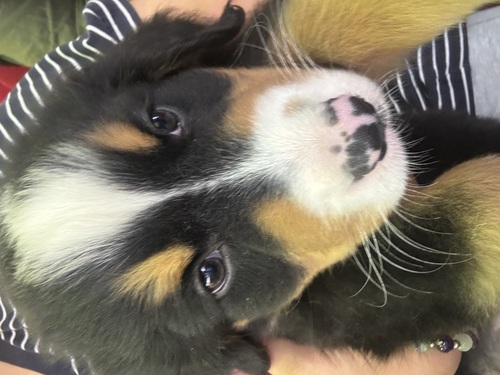 バーニーズ・マウンテン・ドッグ 犬の販売・譲渡 2439 めちゃくちゃ綺麗なお顔です( *´꒳`*)