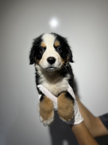 バーニーズ・マウンテン・ドッグ 犬の販売・譲渡 2441 9947
