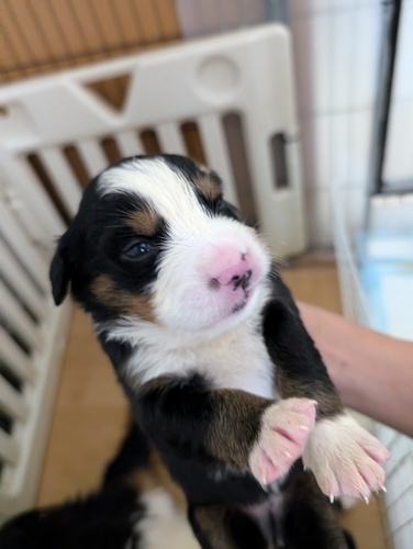 バーニーズ・マウンテン・ドッグ 犬の販売・譲渡 2443 ママ犬は優良外産血統!太いブレーズの可愛い子達です