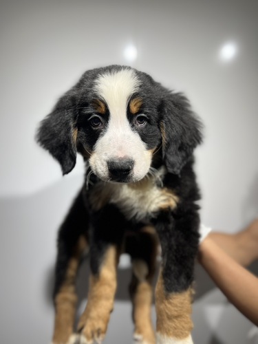 バーニーズ・マウンテン・ドッグ 犬の販売・譲渡 2450 5067