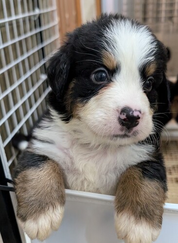 バーニーズ・マウンテン・ドッグ 犬の販売・譲渡 2451 オッドアイのゴージャスな女の子、落ち着いた男の子
