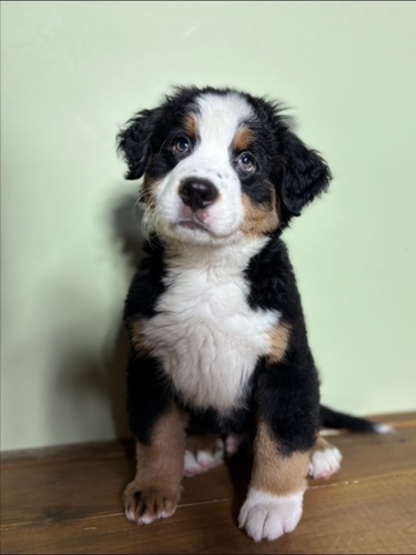 バーニーズ・マウンテン・ドッグ 犬の販売・譲渡 2452 バーニーズマウンテンドッグオス