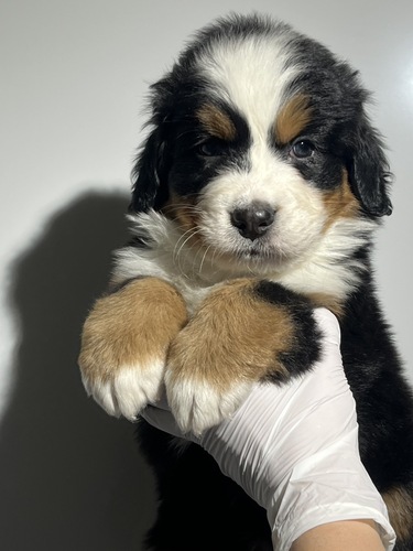 バーニーズ・マウンテン・ドッグ 犬の販売・譲渡 2455 2297男の子