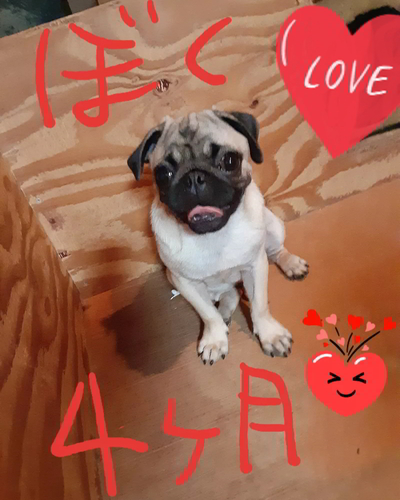 ぼく 7か月です(^o^) 犬の販売 5128