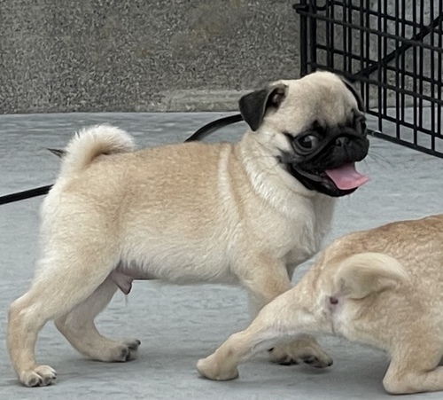 ありがとうございました 犬の販売 5132