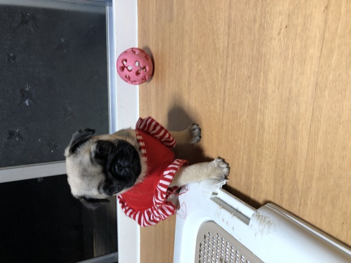 終了しました 犬の販売 5137