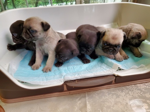 むっちむちコロコロのパグちゃん誕生です!! 犬の販売 5141
