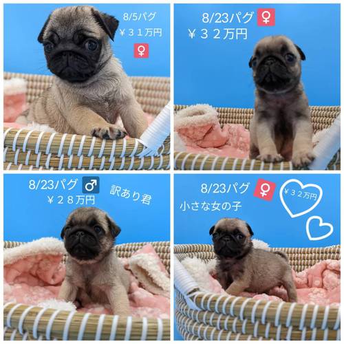 両親遺伝子検査クリア、チャンピオン直子 犬の販売 5142