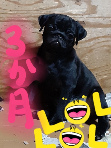 3ヶ月のぼく\(^-^)/ 犬の販売 5150