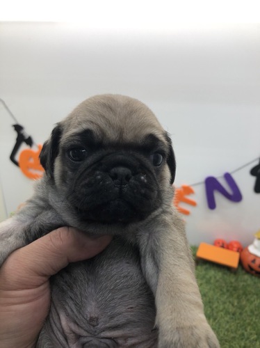 パグ 犬の販売・譲渡 5159 可愛い5匹兄弟生まれました