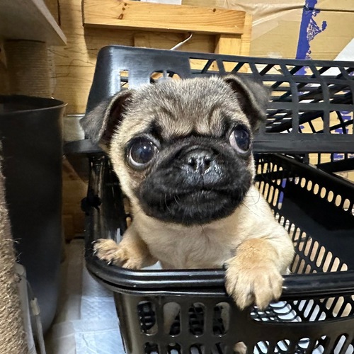 パグ 犬の販売・譲渡 5160 販売終了