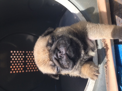 パグ 犬の販売・譲渡 5168 ブサ可愛 パグ仔犬 産まれました