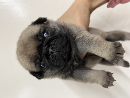 パグ 犬の販売・譲渡 5171 ムチムチの男の子