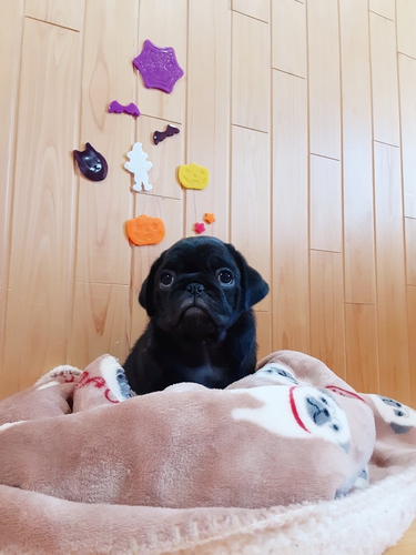 パグ 犬の販売・譲渡 5175 一人っ子 (^o^)