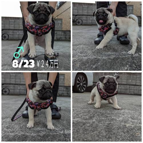 パグ 犬の販売・譲渡 5178 両親チャンピオン直子、クリア