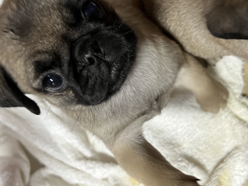 パグ 犬の販売・譲渡 5181 オーナー様決まりました!