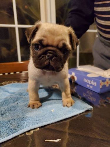 パグ 犬の販売・譲渡 5193 むっちむちコロコロのパグちゃん誕生です!!